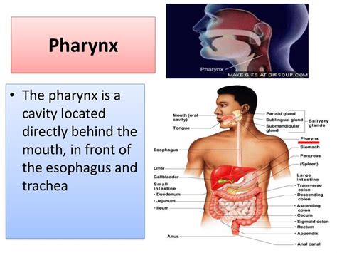 Human Digestive system (HDS) – Digestion and Organs of digestive system ...