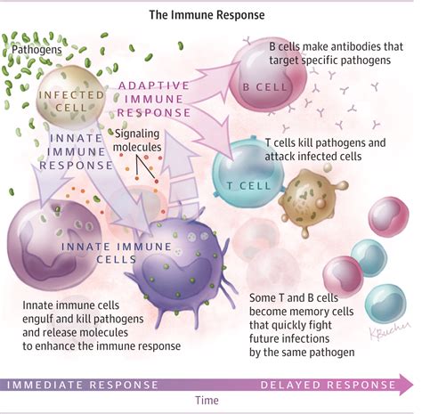 The Immune System. | Infectious Diseases | JAMA | JAMA Network