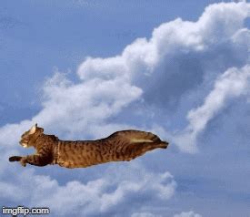 Flying Cat - Imgflip