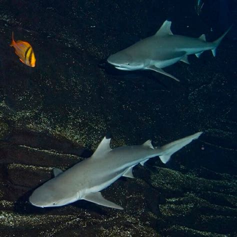 Blacktip Reef Shark - Georgia Aquarium