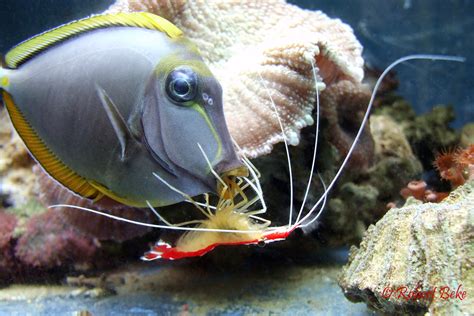 Cleaner shrimp in action | Akvaristika i teraristika