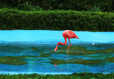 Feeding Flamingo Photograph by Michael C Crane - Fine Art America