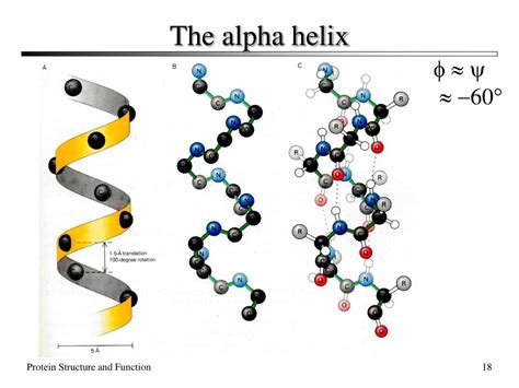 PPT - The Structure and Functions of Proteins PowerPoint Presentation ...