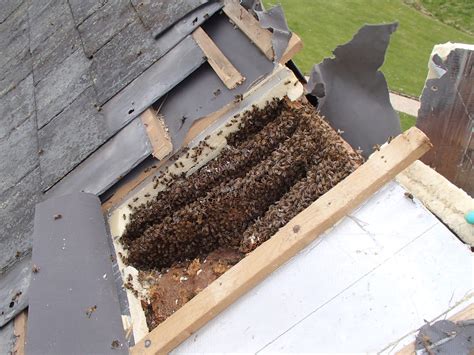 Honey bee nest removal from roof near Bruton, Somerset