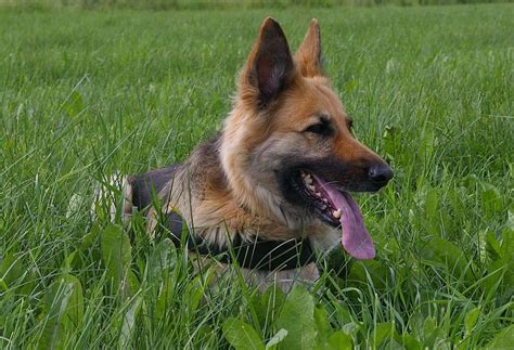 Schutzhund Obedience Training | The German Shepherd Dog Breed