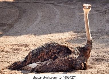 African Ostrich Pink Peak Dark Feathers Stock Photo 1446064274 ...