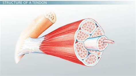 Tendon Definition, Anatomy & Function - Lesson | Study.com