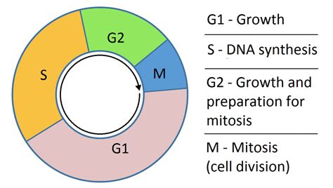 Comparing Mitosis and Meiosis Jeopardy Template