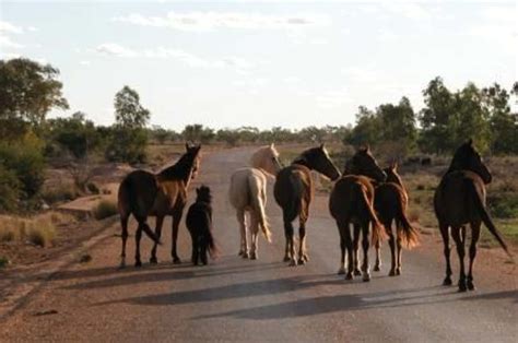 These Invasive Species in Australia Are Wreaking Absolute Havoc