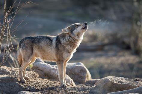 Gray Wolf | Defenders of Wildlife