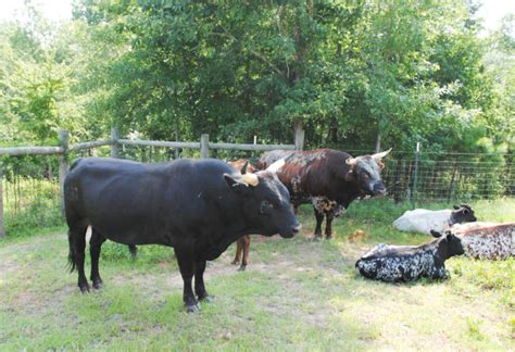 Florida Cracker Cattle - Cracker Farms