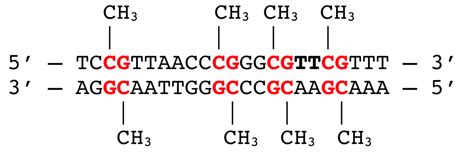 DNA methylation assays