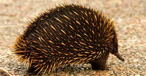 Echidna Behavior - AnimalBehaviorCorner