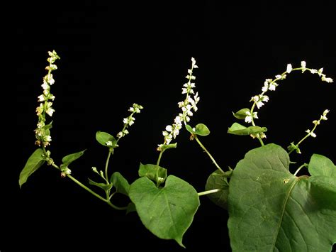 Fallopia convolvulus (Polygonaceae) image 16699 at PhytoImages.siu.edu