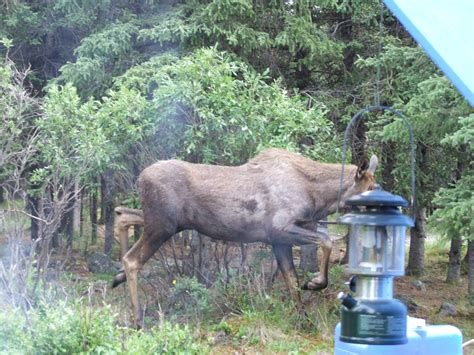 Eliot's Alaska: Camping at Denali National Park. (Savage River)