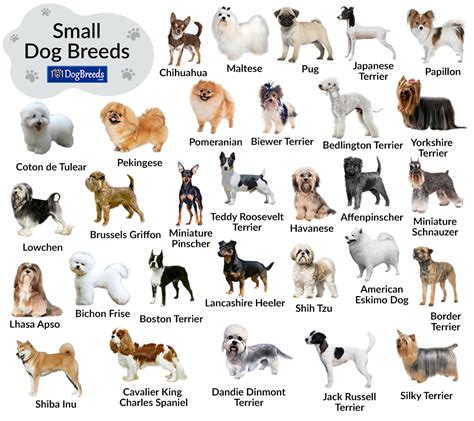 57 Breeds Of Dog Chart, Svg, Jpg, Png, 16*20'' | espacopotencial.org.br