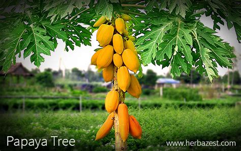 Papaya Tree | HerbaZest