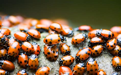 Ladybugs wallpaper | 1920x1200 | #58668