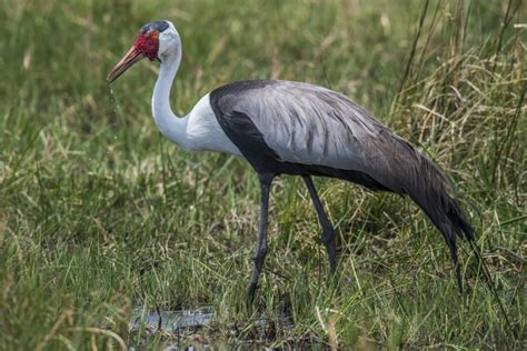 Wattled Crane - Owen Deutsch Photography