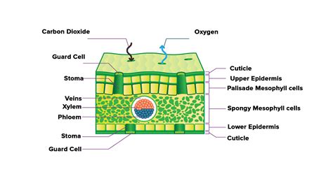 Draw a neat and well labeled diagram of a cross section of a leaf.