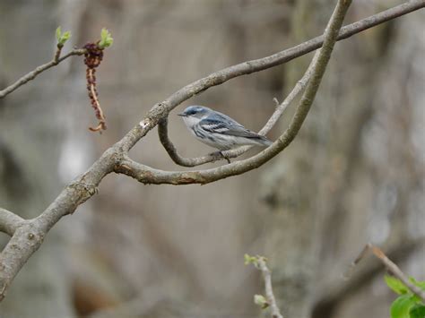 Cerulean Warbler – My Bird of the Day