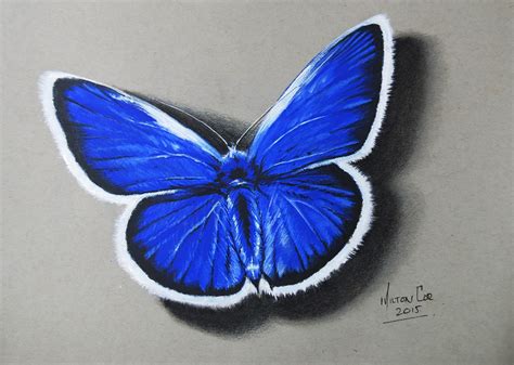 Art, Painting, Drawing, Tips and Tutorials: Drawing a Realistic Butterfly