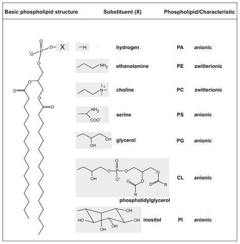 Functional Groups In Phospholipids : Table of Functional Group ...