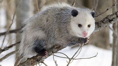 oppossum-possum-opossum-raleigh-nc-removal | Critter Control of the ...