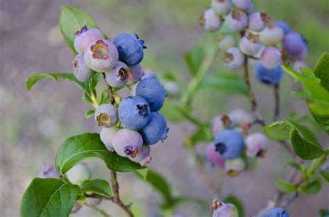 Biloxi Blueberry Plants for Sale | Southern Berries USA