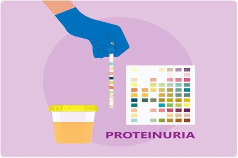 What Causes Protein In My Dogs Urine