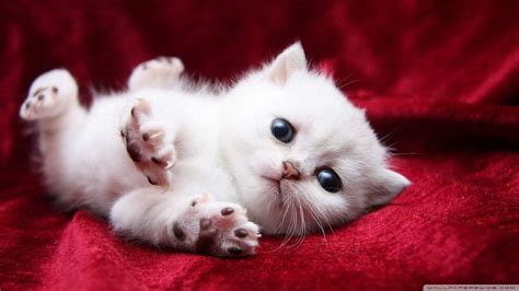 Kitty Cat Wallpapers - Top Free Kitty Cat Backgrounds - WallpaperAccess