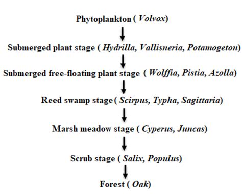 Correct sequence of plants in a hydrosere is