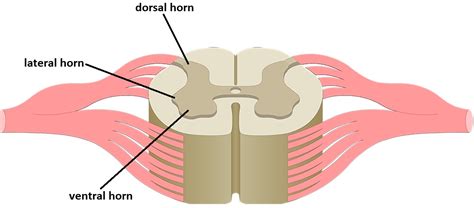 Know your spinal cord – The landmarks | Lunatic Laboratories