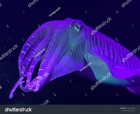 7,648 Purple Squid Images, Stock Photos & Vectors | Shutterstock