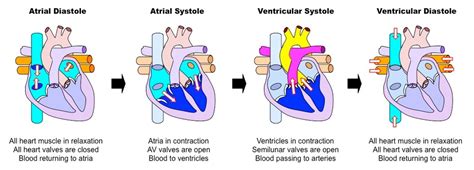 Cardiac Cycle Pressure Graph