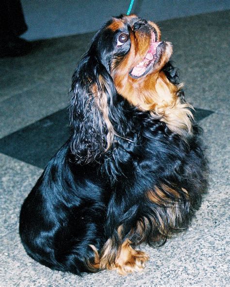 King Charles Spaniel - Wikipedia