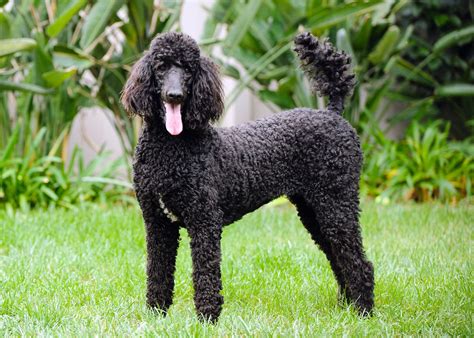 Poodle | Description, Uses, Crossbreeds, & Facts | Britannica