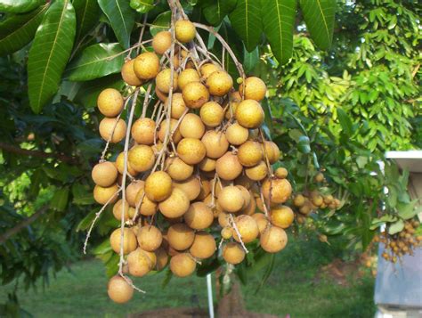 Longan Fruit Tree Plant Home Delivery all Bangladesh.