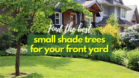 6 Best Small Shade Trees for your Front Yard 🌳 - YouTube