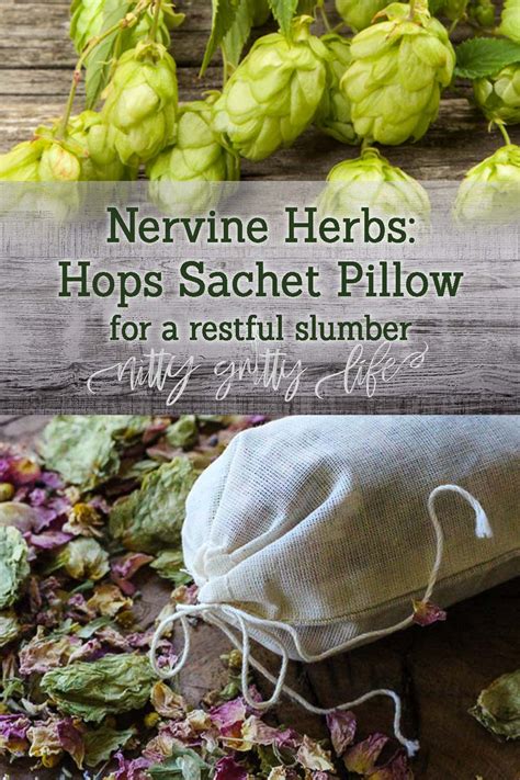 Nervine Herbs: Hops for Relaxation & a Restful Night's Sleep | Herbs ...