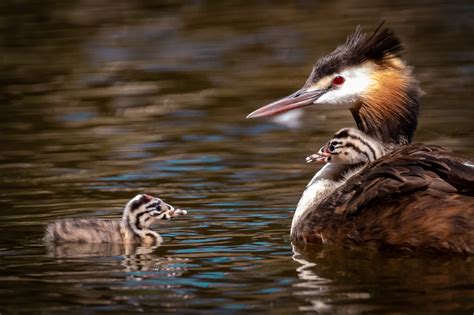 Australian Water Birds - Australia's Wonderful Birds