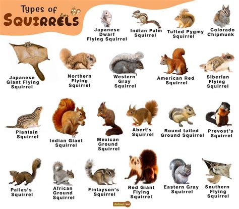 Different types of squirrels: a comprehensive guide – Nature Blog Network