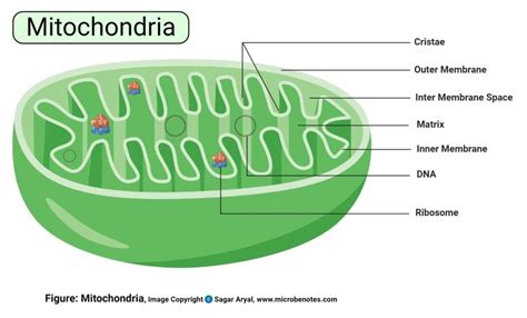 Mitochondria In Plant Cell And Animal Cell