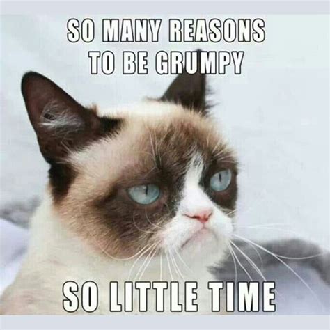 16 of the Best Grumpy Cat Memes - Catster