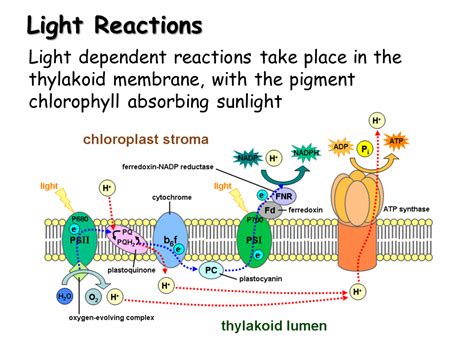 Where Does Light Reaction Takes Place