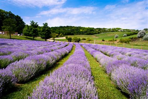 Photo of a Lavender Field · Free Stock Photo