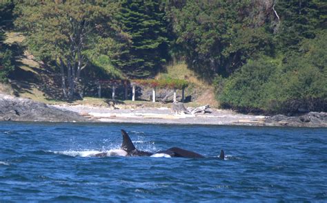 Resident Orcas Around San Juan Island | Seattle Orca Whale Watching