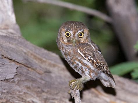 The Jungle Store: The Tiny Elf Owl | Elf owl, Owl, Owl photography