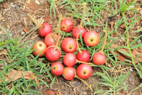 8 Manfaat Ajaib Buah Kersen, Pantas Harganya Rp500 Ribu Per Kilo ...