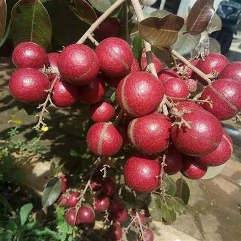 Grafted Red Ruby Longan Fruit Tree Seeds Ship By DHL Express Free ...